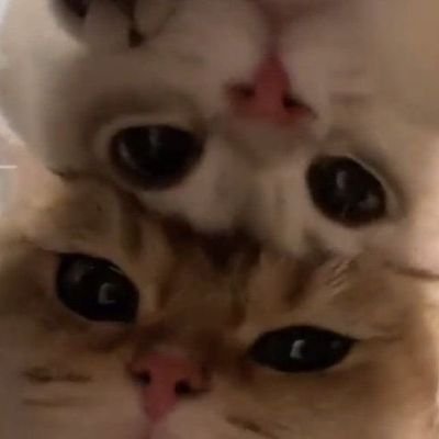 Evergardenann's profile picture. Kita usahakan Mas Yukimiya Kenyu dan Aa Sae itu | AU 4 life trabas ajalah