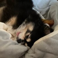 ユズ (@sh1206sh) 's Twitter Profile