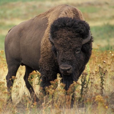 The people observed that the buffalo were brave, strong and stubborn. They never gave up but always plowed forward into difficult weather or dangerous condition