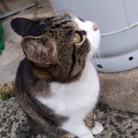 のびおじさん (@nobi_ojisan) 's Twitter Profile Photo