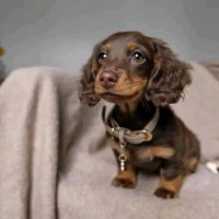 Dachshund Community Max (@dachshund_unity) 's Twitter Profile