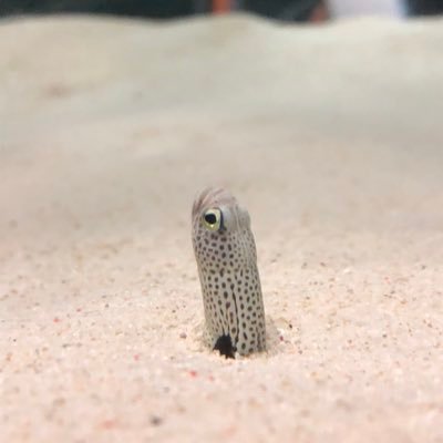 s_dcy7's profile picture. ありがとう推しメン