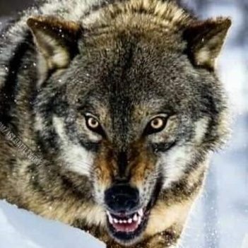 SOOPERSK120's profile picture. 🕋خراسان کا لشکر 🛡🗡
70 سالہ غدار غاصب ایک ہی ہے ہرجرم کے پیچھے سہولت کار ایک ہی ہے آستین کا سانپ (🇵🇰 )PATHAN