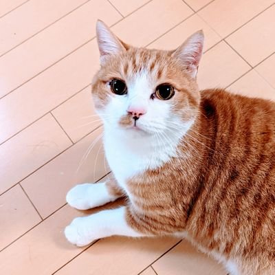 すりーぷもーどさんのプロフィール画像