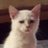 rebevile's profile image