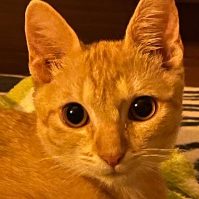 Taorba007's profile picture. 