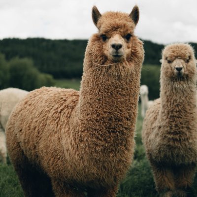 voodstoem's profile picture. I'm​ name​ Gap