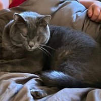 Kitty Rancher (@rancherkit) 's Twitter Profile