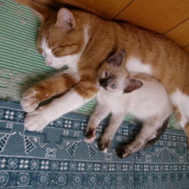 huumomo77's profile picture. 猫が大好きで、ずっと一緒に暮らしてきました。 2022.8最後の愛猫 🐈虹の橋へ🌈 全ての猫🐱犬🐶動物の幸せを願っています🍀