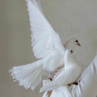 amna (@amnnaalansari) 's Twitter Profile