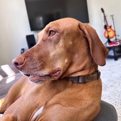 amubarik's profile picture. 