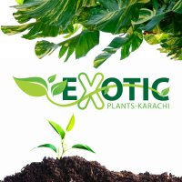 Xotic Plants(@exoticplantskhi) 's Twitter Profile Photo