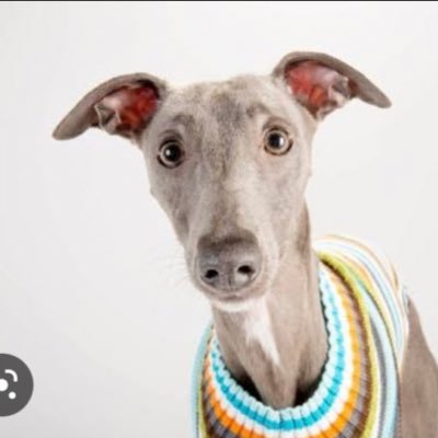 this is a galgos fanpage