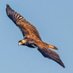 birdofprey_2077 (@birdofprey_2077) Twitter profile photo birdofprey_2077 (@birdofprey_2077) Twitter profile photo