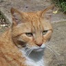 LulusGingerNuts's profile picture. Author/illustrator children's cat books, cat cartoons; self-publisher; original cat illustrations. Direct from us, or via eBay on Mr Squimps Shop.