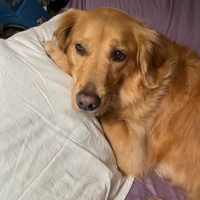 TCorlione's profile picture. I am a Christian, a Mom (2 legs and 4 legs), a Wife and an entrepreneur.