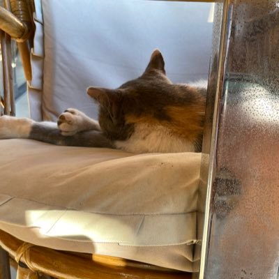 The17_Raven's profile picture. Hi! Im Raven and here are 2 things about me! 1: I love cats ( Like Really) And 2: I live in Sydney! And yeah, Goodbyeee