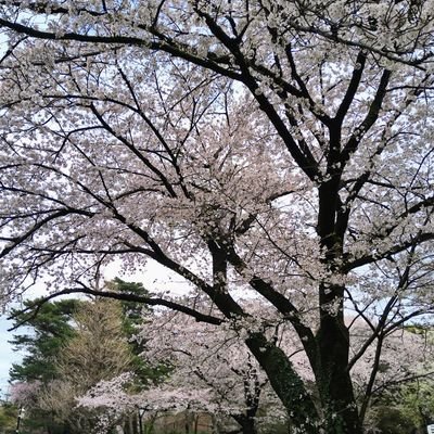 みそたまさんのプロフィール画像