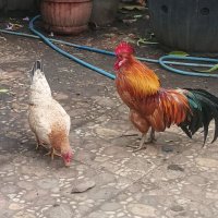 Edyokee (@edyokee) 's Twitter Profile