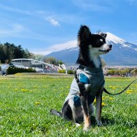 チワックスのロジャー (@chihuachs_roger) 's Twitter Profile