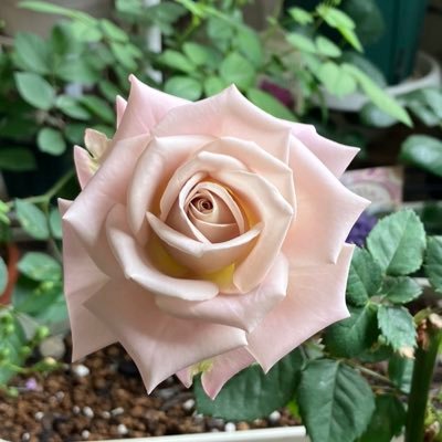🌈To my son in haven🌈 2019年10月長男 永眠享年22歳🌈2020年6月パートナー 永眠享年46歳🌈お花を育てながら線維筋痛症と鬱病の治療中✏️コメント・RᏢ・イイネ励みになります😌勧誘・エロ❌🆖出会い求めてません。すきなものはお花とポケモン💕