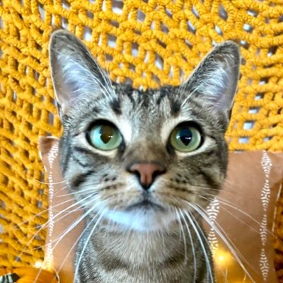 💉𝗙𝗜𝗣 𝗦𝘂𝗿𝘃𝗶𝘃𝗼𝗿 🐾
🐈 𝕒𝕟𝕩𝕚𝕠𝕦𝕤 𝕓𝕠𝕪 😿
If lost return to @NaeNaeBaby_ETH
#1stweb3kitty