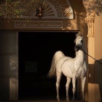 عبدالله (@abo_d955) Twitter profile photo