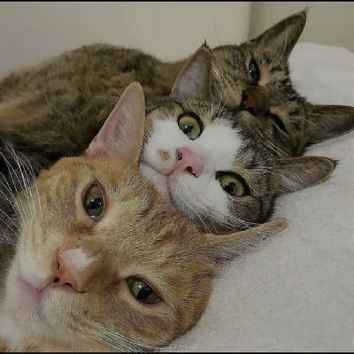 elsauliani's profile picture. 🌻