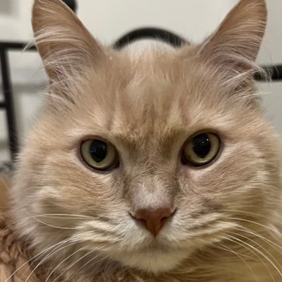 tux13s's profile picture. The essential is invisible to the eye ~ The Little Prince