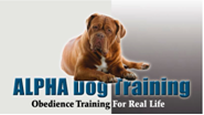 alphadogsocal's profile picture. Off Leash Dog Obedience Training