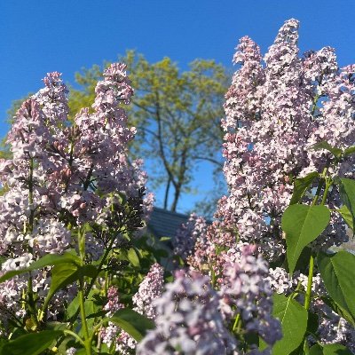 chel_parody's profile picture. orphaned @ 29