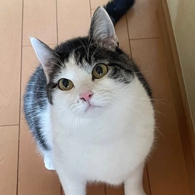 神奈川でトレーラー乗ってるよ。猫ツイや楽しいツイはリツイしちゃうよー(*´艸`*)  ドラクエタクトは引退して呪術廻戦のファンパレやってます。ゲームは1個しか時間制約のため出来ません