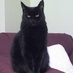 Pam Dye (@inkycats20) Twitter profile photo