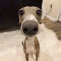 teaga 🐮 (@teagacheidesono) 's Twitter Profile