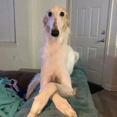 stoopstoopss's profile picture. Nintendo IP enthusiast 🫟🐙 | 🌱🚀 | ⚔️🧝🏻‍♀️• ace • 20 • sfw only • #vulturetwt #bugtwt