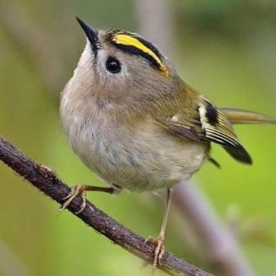 Yamistoman's profile picture. Human
