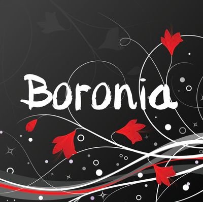 Boronia_anit's profile picture. 東京農工大学アカペラサークルANIT/3年目同期ヤロバン