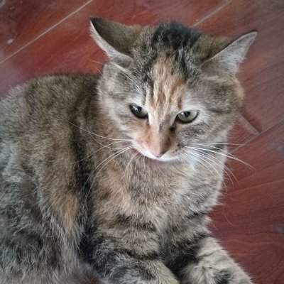 baiyu831's profile picture. I am afraid of being alone, I hope to chat with me more (I am poor at foreign language, but machine translation can be used)(￣▽￣)ﾉ