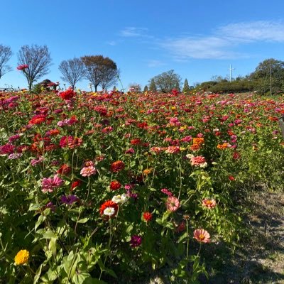 habu99ki's profile picture. 