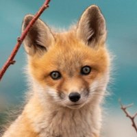 Foxy in the Boxy(@FoxyintheBoxy9) 's Twitter Profile Photo