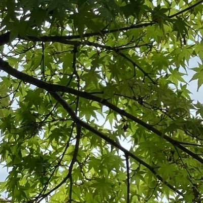 nokashoj12's profile picture. 