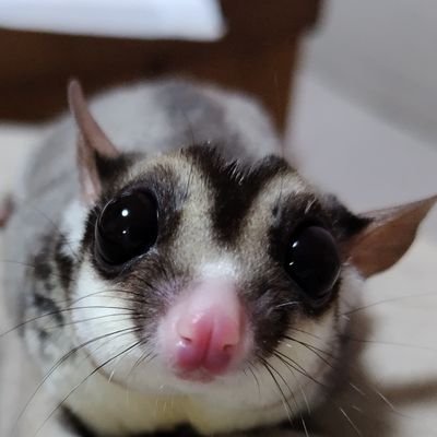 山梨でモルックの練習をしています。◕‿◕。
近県の方、練習に誘ってください(≧▽≦)
放課後等デイサービスを運営しています( ꈍᴗꈍ)最近は、農業にもチャレンジ中(≧▽≦)
