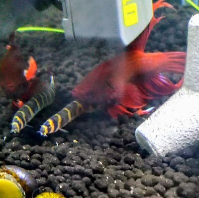 2023.3から始めました。熱帯魚飼育は久しぶりなので情報収集用に作りました。
無言フォロー失礼致しますm(_ _)m
出会い系、詐欺系、なりすましと判断されるアカウントは即通報します。