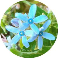 Blue Star💙✿*:･ﾟ (@blue_star734) Twitter profile photo