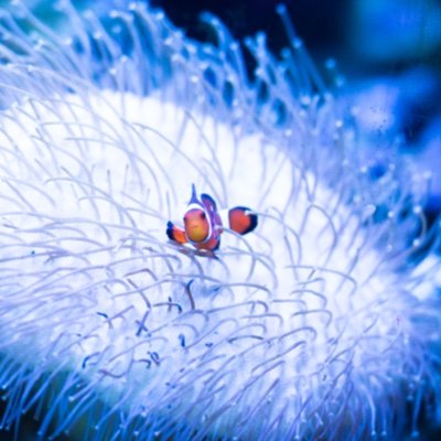 Wildlife/Nature/Animal/Zoo & Aquarium Photography #水族館好きと繋がりたい