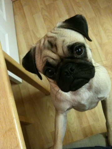 Loves my hubby, my pugs, musicals and Mark Webber.