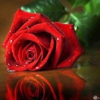 abdo⭕🔥🌹 (@abdoopen6) 's Twitter Profile