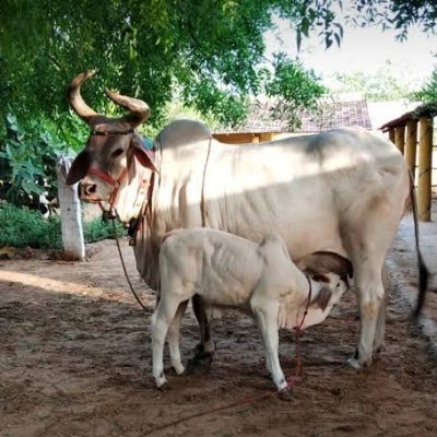 गौसेवा-गौरक्षा परमो धर्म ।