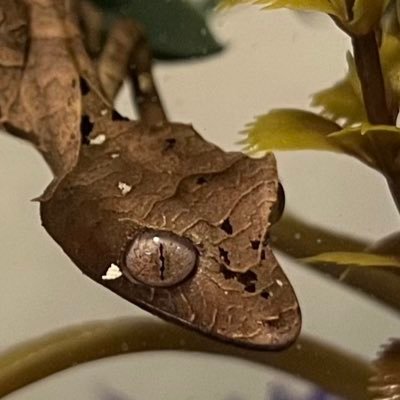 Safi’jiivaさんのプロフィール画像