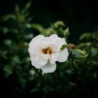 ترانيم العشق الالهي (@prkayb2qnr7ljtd) 's Twitter Profile